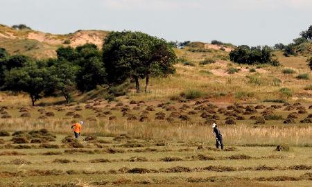 内蒙古主要牧区牧草秋季生产开始