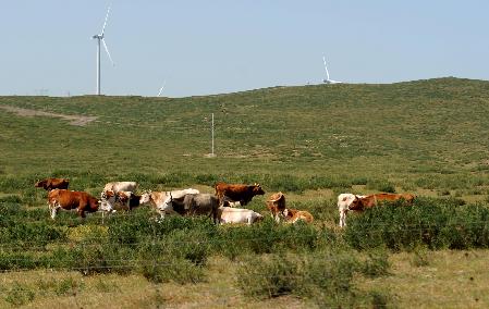 内蒙古主要牧区牧草秋季生产开始