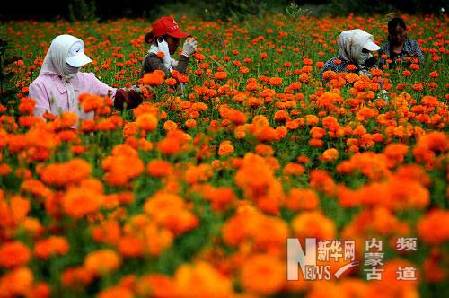 万寿菊香飘科尔沁草原
