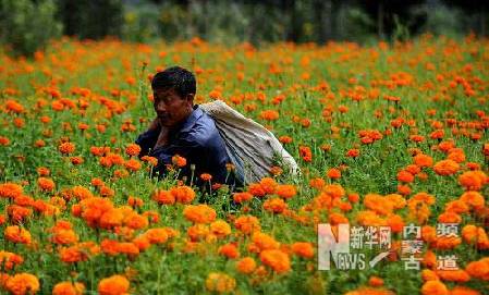 万寿菊香飘科尔沁草原