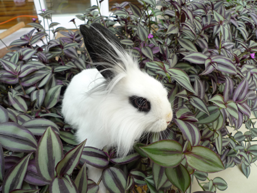 云南野生动物园产生了“最美月兔”