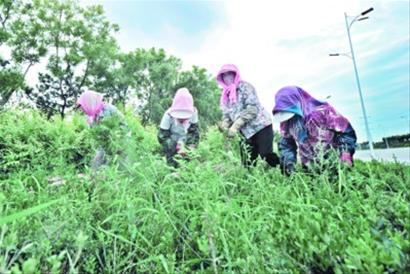 滨海大道:一条海边的玉带(组图)