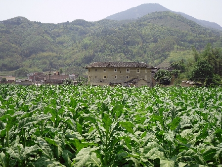 土楼故里 我的家乡