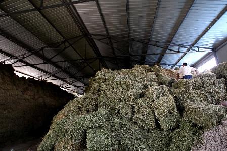 内蒙古沙地种植苜蓿草改善农地生态链