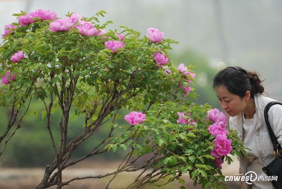 赏花何须到洛阳 阿姑泉边牡丹香