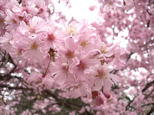 青龙寺樱花：千年沧桑中那点樱红