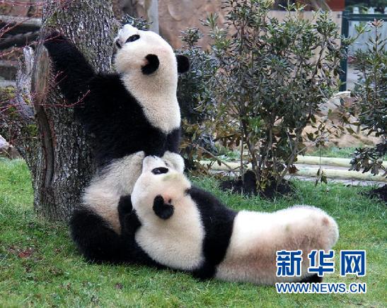 大熊猫成为震后四川“文化使者”