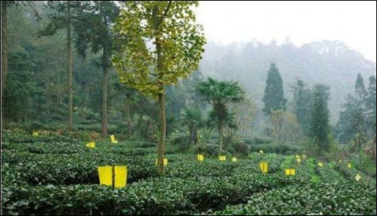 四川峨眉山雪芽春茶之旅:与健康同行