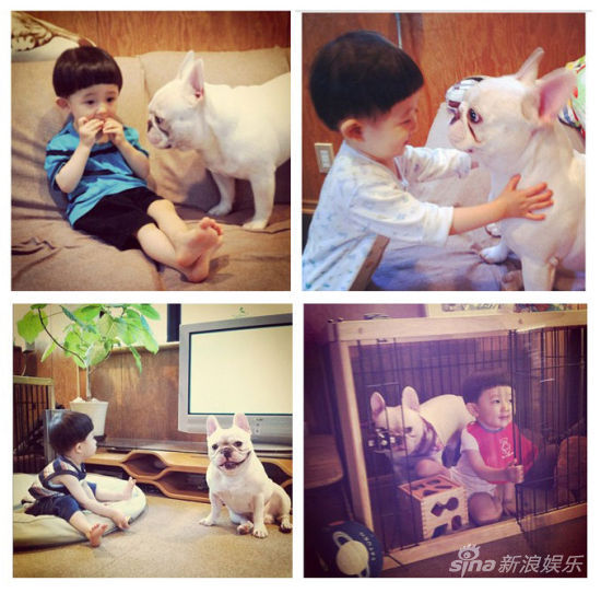 宝宝斗牛犬有爱合影萌翻网友(组图)