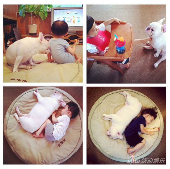 宝宝斗牛犬有爱合影萌翻网友(组图)