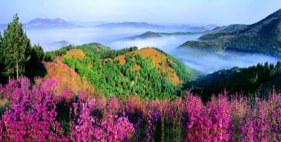 紫云岭森林公园