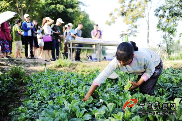 宁夏平罗姚伏打造绿色蔬菜品牌长廊