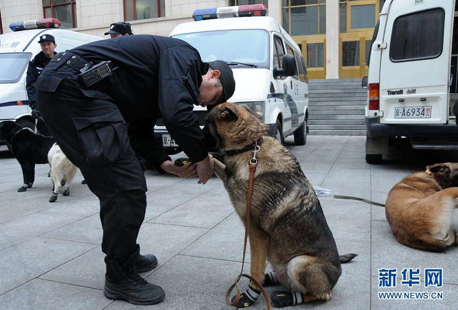 警犬“助阵”两会安保工作:大会堂内细致检查