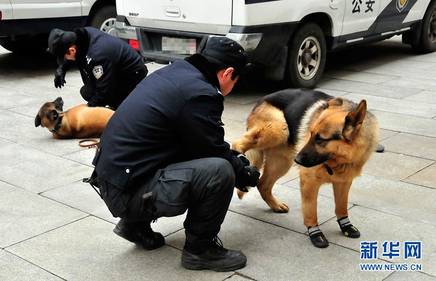 警犬“助阵”两会安保工作:大会堂内细致检查