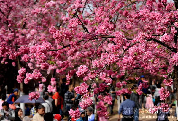 “圆通樱潮” 春城昆明又到樱花烂漫时(图)