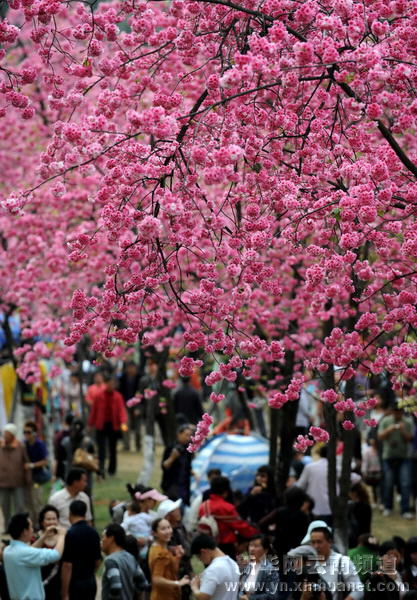 “圆通樱潮” 春城昆明又到樱花烂漫时(图)