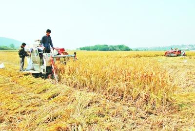 合肥厉兵秣马备战“三秋”(图)- 中国日报网