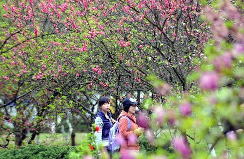 沉醉桃花源不知魏晋