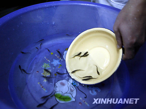 全人工繁殖中华鲟幼鲟“搬新家”