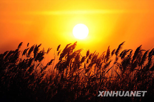 这是夕阳下的芦苇荡(11月3日摄).