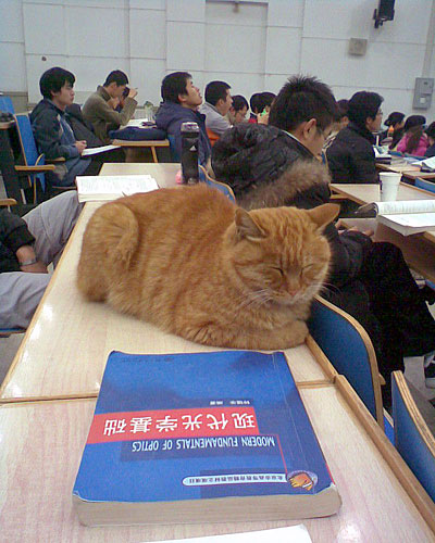 2009网络红人榜