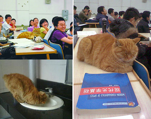 2009网络红人榜