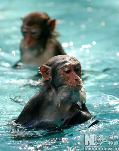 海南热带猕猴的幸福水生活