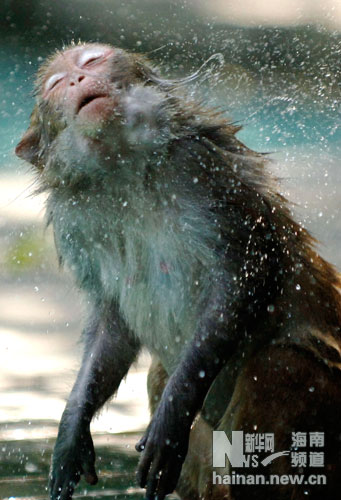 海南热带猕猴的幸福水生活