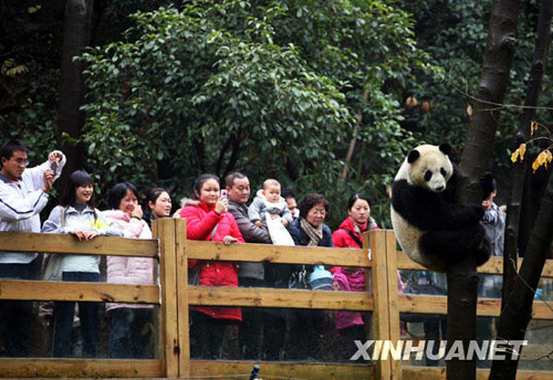 落户桂林的奥运大熊猫与游客见面