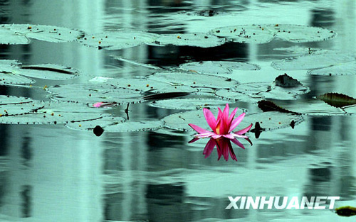 三九时节睡莲开