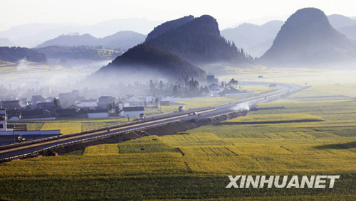 云南罗平油菜花迎春开放