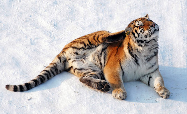 虎虎生威 虎年拍虎(图)