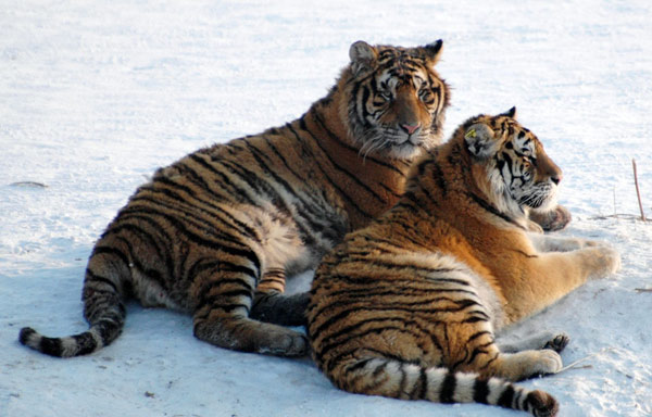 虎虎生威 虎年拍虎(图)