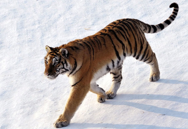 虎虎生威 虎年拍虎(图)