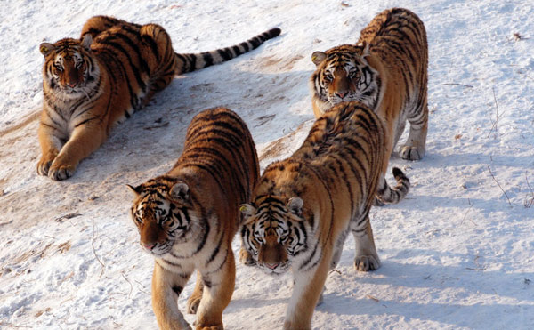 虎虎生威 虎年拍虎(图)