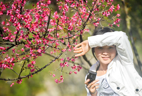 一位游人在南宁市石门森林公园内的樱花树