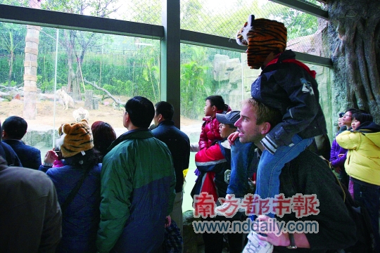 香江野生动物园虎仔贺岁