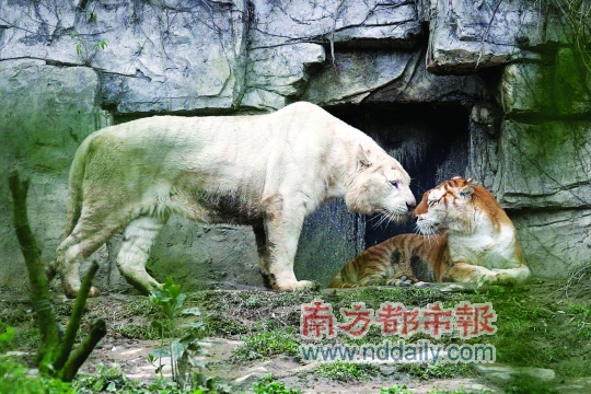 香江野生动物园虎仔贺岁