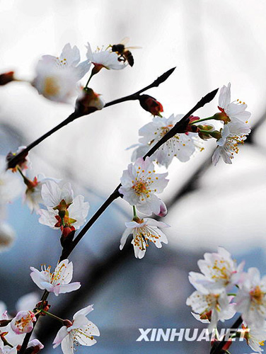 长沙春来早 樱花露笑颜