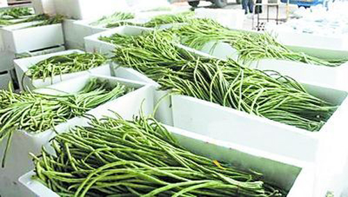 海南毒豇豆引出反季节蔬菜水果食品安全问题