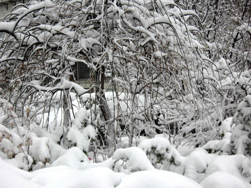 正月十五烟台下大雪（图）