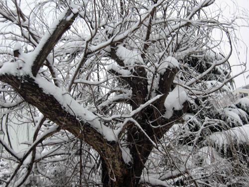 正月十五烟台下大雪（图）