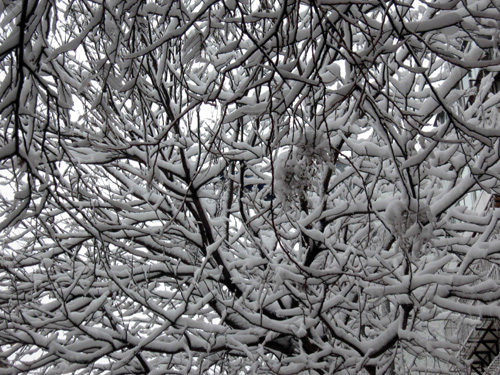 正月十五烟台下大雪（图）