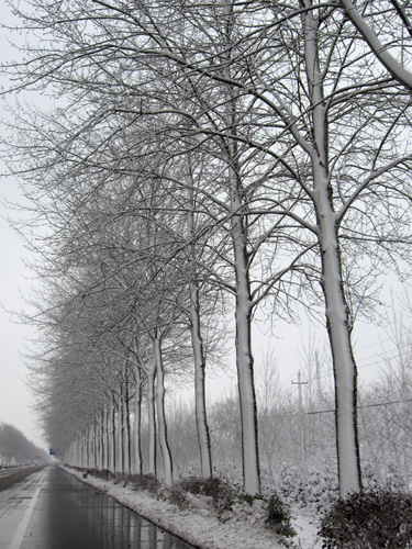 正月十五烟台下大雪（图）
