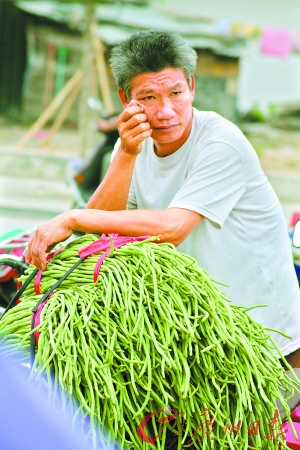 海南豆角节瓜染毒 蔬果集体受牵连遭遇信任危机