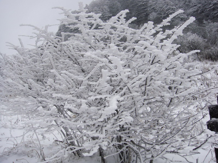 神农架妇女节里喜降桃花雪