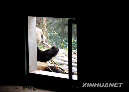 大熊猫“泰山”结束隔离检疫搬入新家