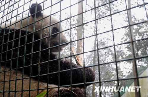 大熊猫“泰山”结束隔离检疫搬入新家