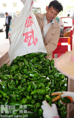 海南琼海辣椒价格回升 泡椒可至1.2元/公斤