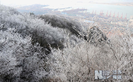 连云港云台山出现春季雾凇美景